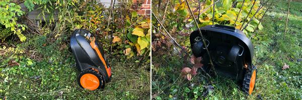 Mo, the robotic lawnmower, hung up on a milkweed stem